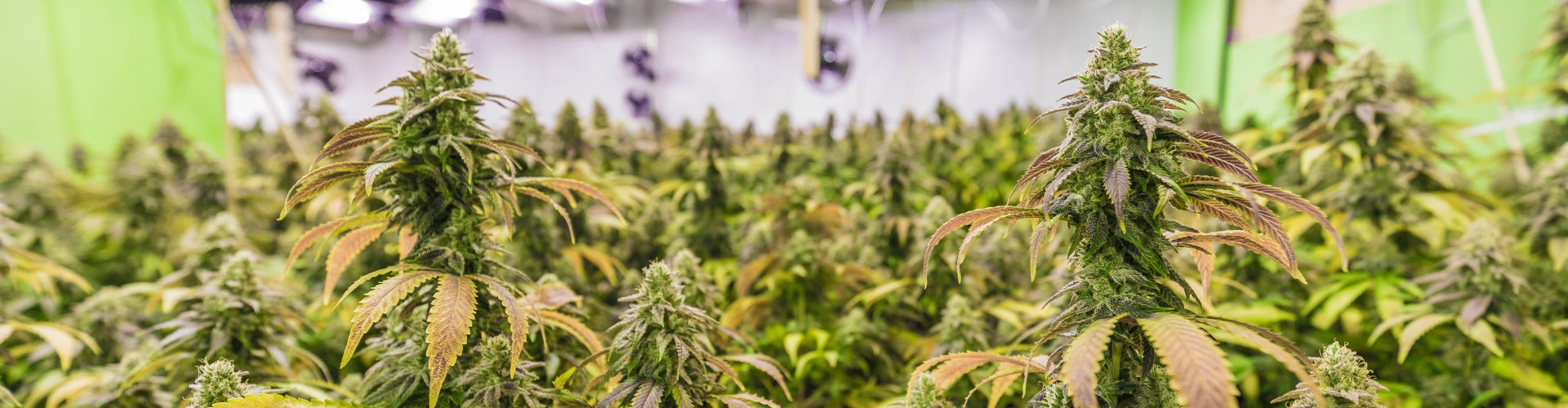 How to Understand a Lab Report - Steve's Hemp | Wisconsin Hemp Products