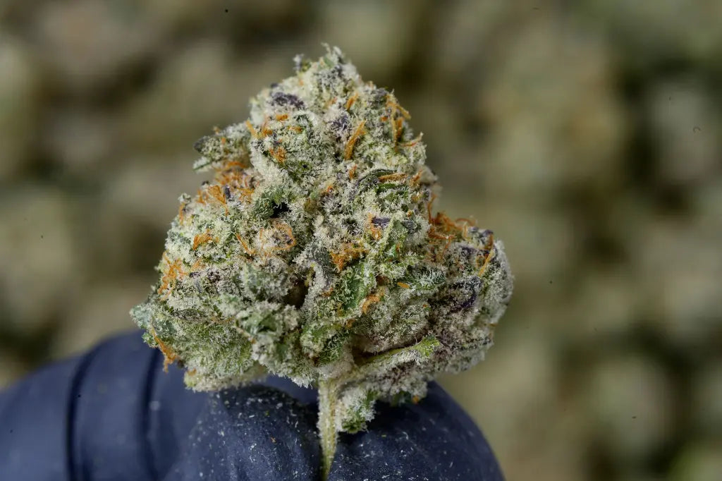 THCA Flower